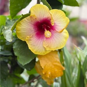 LIVE SHOW LISTING 🩷